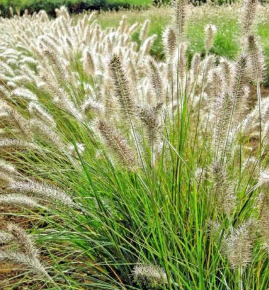 หญ้าน้ำพุจีน (Fountain grass) / 25 เม็ด (USA)