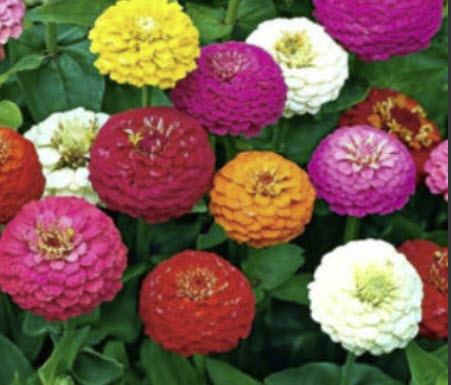 บานชื่น ลิลลี่พุท (Zinnia - Lilliput) คละ / 200 เม็ด (UK)*