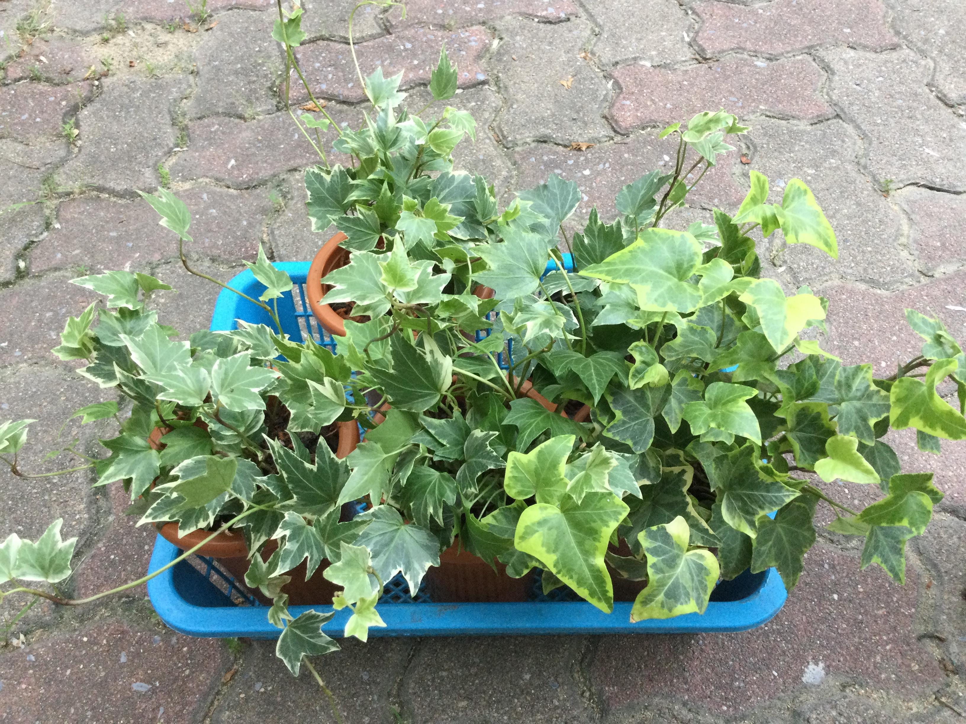 ต้นไอวี่ ใบด่างขาว กระถาง 4 นิ้วทรงสูง / ต้น