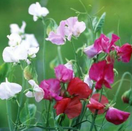 สวีทพี แมมมอธ (Sweet Pea Mammoth) คละ / 100 เม็ด