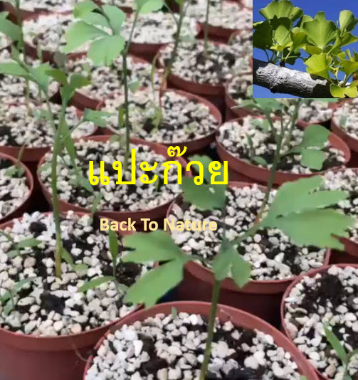 ต้นกล้า แปะก๊วย Ginkgo เพาะเมล็ดจากจีน กระถางสีอิฐ 4 นิ้ว