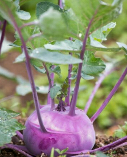 กะหล่ำปมม่วง (Purple Vienna Kohlrabi) / 50 เม็ด (USA)