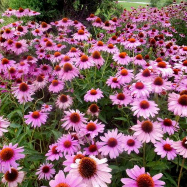 เอ็กไคนาเซีย (Echinacea) หรือ Coneflower / ซอง 100 เม็ด (S111)