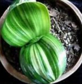 คลิเวีย (Clivia) ฟ้า / 5 เม็ด