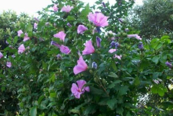โรสออฟชารอน (Rose of Sharon) ม่วง / 15 เม็ด (Lithuania)