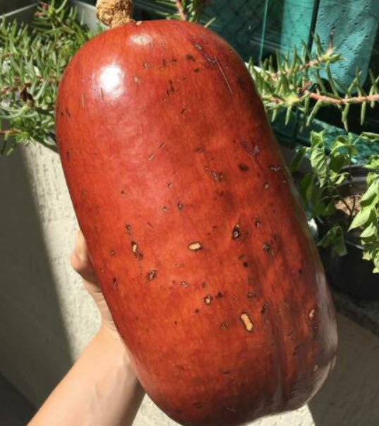 แตงคาซ่าบานานา (Cassabanana) / 5 เม็ด (France)