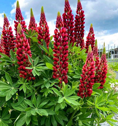ลูพิน (Russell Lupin - The Pages Red) / Lupinus Polyphyllus สีแดง / 60 เม็ด (UK)