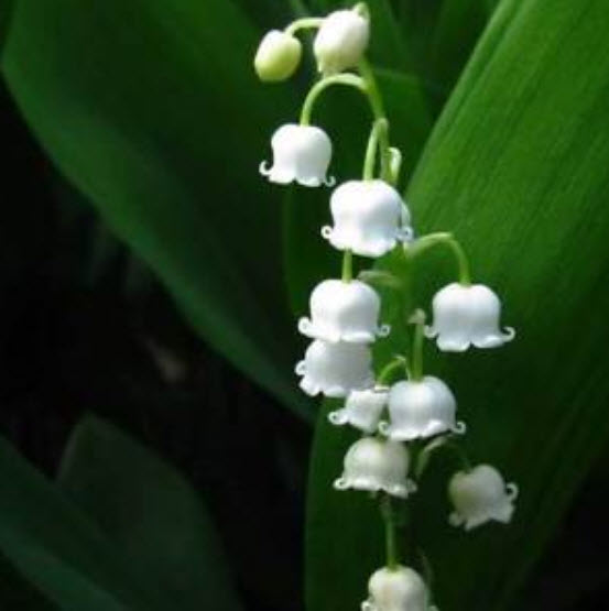 กล้วยไม้ระฆัง (Bell Orchid) สีขาว / 100 เม็ด
