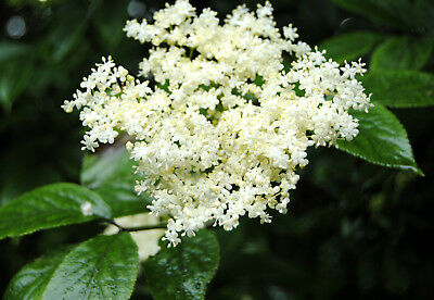 อัลเดอร์เบอรี่ (Elderberry) / 20 เม็ด (นอก)