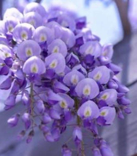 วิสทีเรีย (Wisteria) สีม่วง / 20 เม็ด (China)