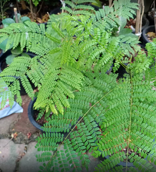 ต้นศรีตรัง กระถาง 8 นิ้ว สูง 20-35 ซ.ม.