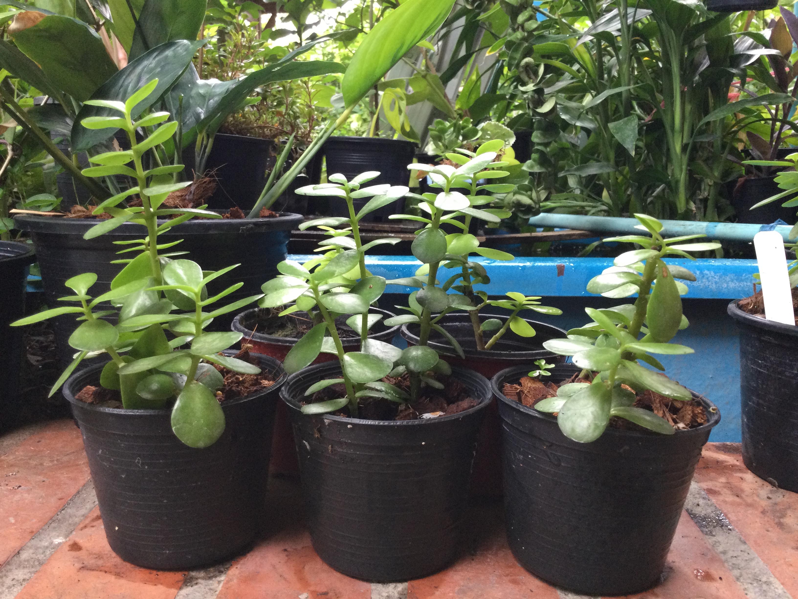 ต้นคราสซูล่า (Crassula) หรือต้นดูดทรัพย์ กระถาง 4 นิ้ว