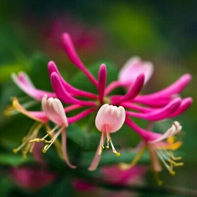 สายน้ำผึ้งชมพู หรือสายน้ำผึ้งเมดิเตอเรเนียน (Mediterranean Vine) / 200 เม็ด (นอก)