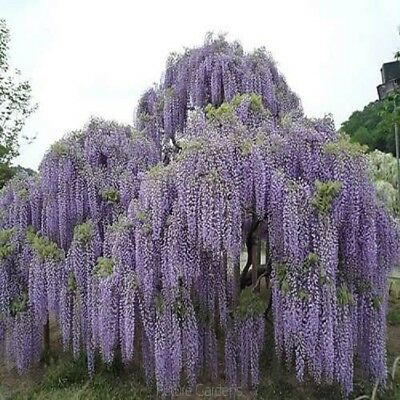วิสทีเรียต้น (Wisteria tree) สีม่วง / 10 เม็ด