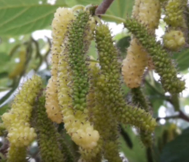 ต้นหม่อน (Mulberry) หิมาลายันขาว สูง 40-60 ซ.ม. / ต้น