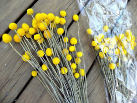 แครสพีเดีย (Craspedia) / 100 เม็ด (China)