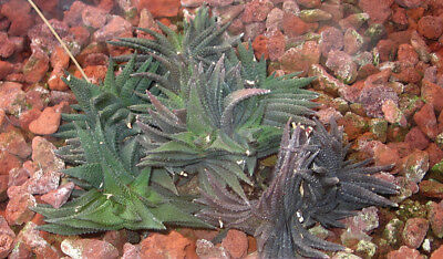 ฮาโวเทีย Haworthia scabra / 100 เม็ด