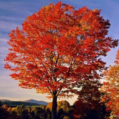 เมเปิ้ลอเมริกัน (American Maple) แดง / 25 เม็ด