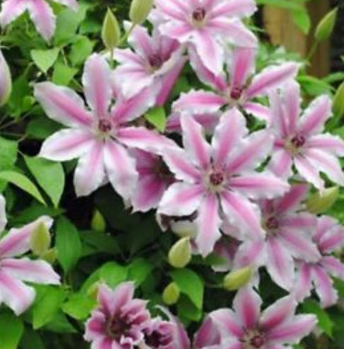 เคล็มแมททิส (Clematis) คละสี คละแบบ / 50 เม็ด