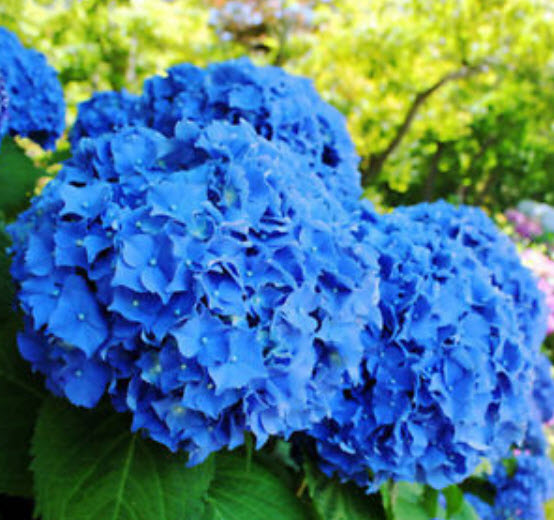 ไฮเดรนเยีย (Hydrangea) สีฟ้า / 25 เม็ด