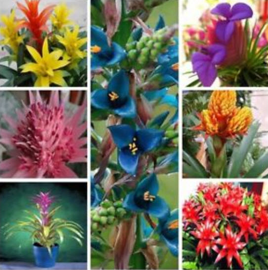 ดอกสับปะรด (Pineapple flowers) คละ / 10 เม็ด