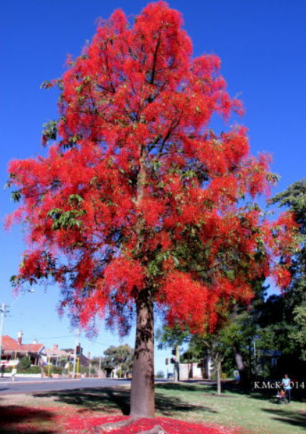 เพลิงภาณุ (Illawarra Flame Tree) / 5 เม็ด (Australia)