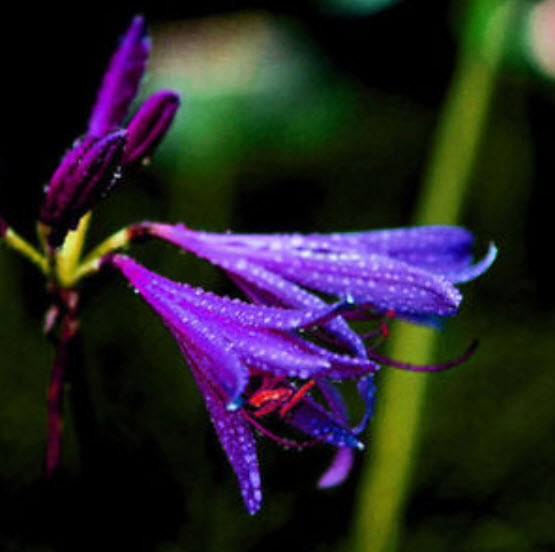 หัวว่าน (Amaryllis Bulb) ดอกสีม่วง / หัว (นอก)