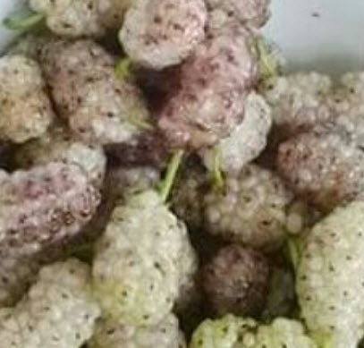 ต้นหม่อน (Mulberry) ขาวเกาหลี สูง 40-60 ซ.ม. / ต้น