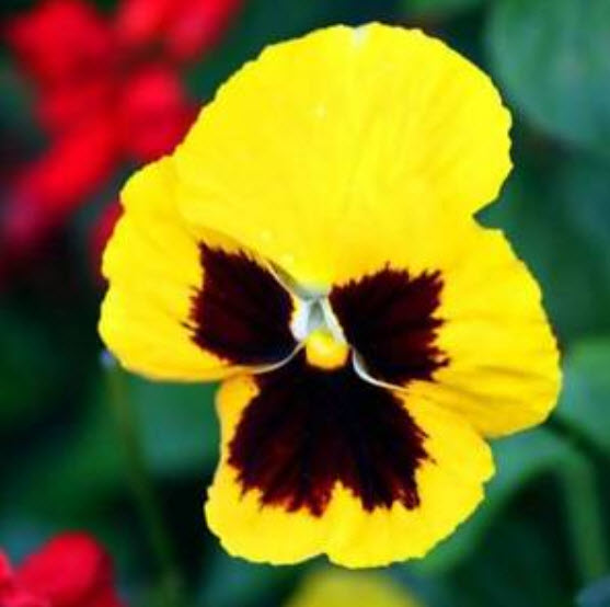 แพนซี่ (Pansy) สีเหลือง / 50 เม็ด