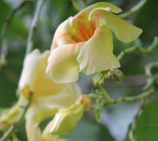 ต้นบานบุรีหอม กระถาง สูง 50-60 ซ.ม. / ต้น