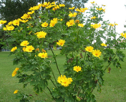 บัวตอง (Mexican Sunflower) / 50 เม็ด