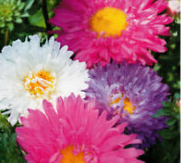 แอสเตอร์ (Aster) คละ / ซอง 50 เม็ด (A100)