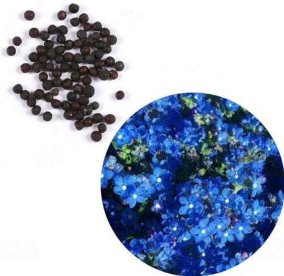 สตาร์ ฟลาวเวอร์ (Star Flower) สีน้ำเงิน / 25 เม็ด (นอก)