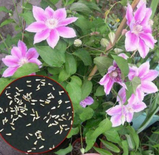 เคล็มแมทิส (Clematis) คละ / 50 เม็ด