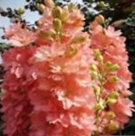 ฮอลลี่ฮ็อค (Hollyhock) สีชมพู / 100 เม็ด