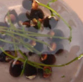 บัวจิ๋ว สีทอง (Mini Golden Lotus) / 5 เม็ด (นอก)