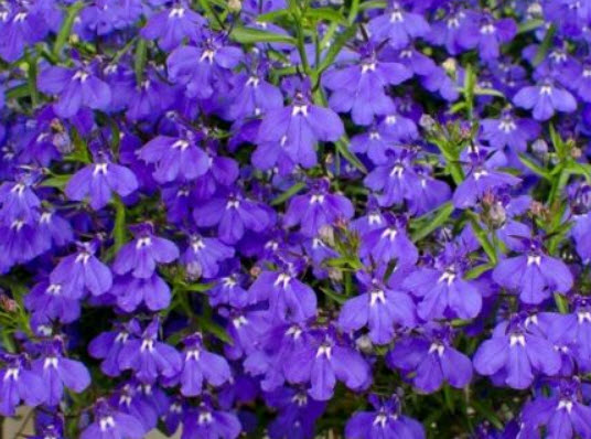 โลบีเลียเลื้อย - แซฟไฟร์ (Lobelia - Sapphire) สีน้ำเงิน / 6,400 เม็ด (Poland)