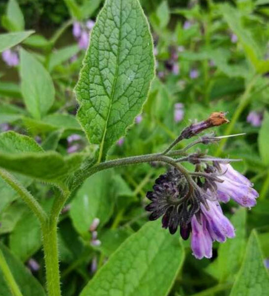 คอมเฟรย์ พืชสมุนไพร (Comfrey / Symphytum Officinale) / 25 เม็ด (UK)*