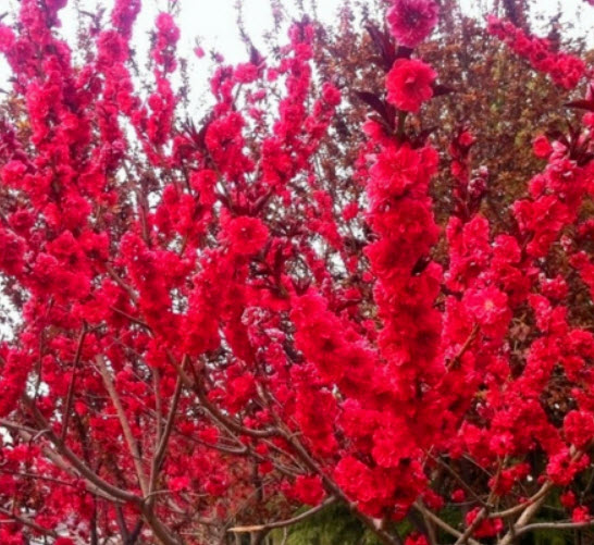 ซากูระ (Sakura tree) แดง / 5 เม็ด