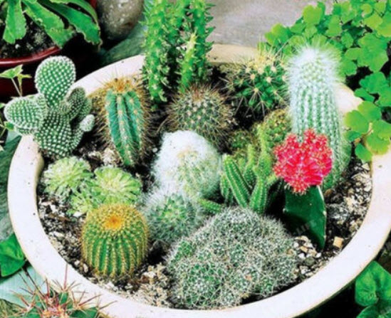 แคคตัส (Cactus & Crass) คละ / 100 เม็ด (Spain)