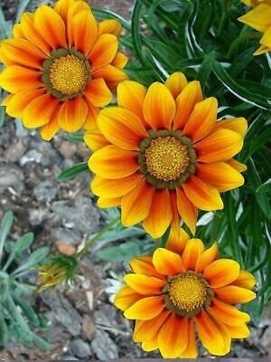 กาซาเนีย หรือพระจันทร์ทรงกลด (Gazania) คละ / 200 เม็ด
