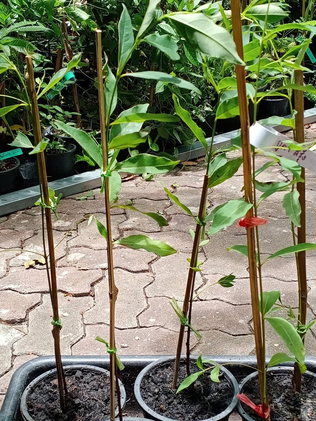 ต้นยูคาลิปตัสสีรุ้ง ยูคาสีรุ้ง สูง 70-100 ซ.ม. เพาะเมล็ดนำเข้า