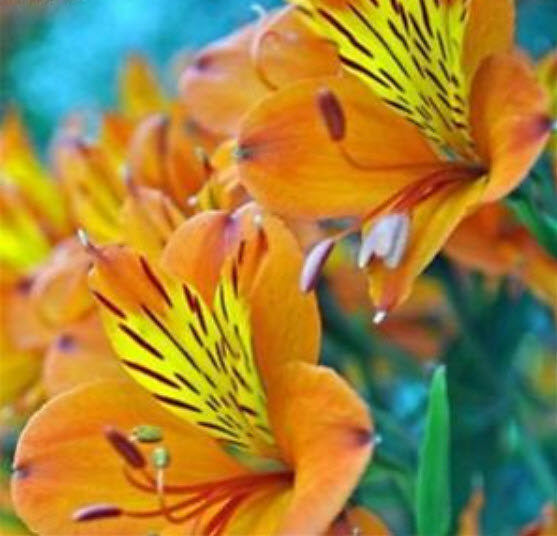 อัลสโตรมีเรีย (Alstroemeria) คละ / 50 เม็ด (นอก)