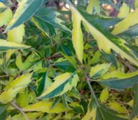 ต้นเล็บครุฑฝอยทองด่าง กระถาง สูง 30 - 50 ซ.ม. / ต้น