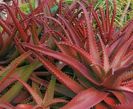 ว่านหางจระเข้แดง (Red Aloe Vera) / 10 เม็ด (Portugal)