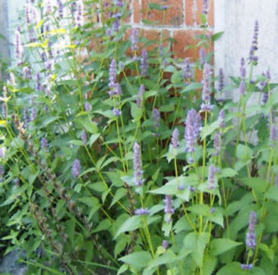 ฮิสซอฟ Wrinkled Giant Hyssop / ซอง 50 เม็ด (E011)