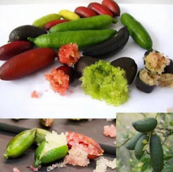 มะนาวนิ้ว (Finger lime) คละ / 20 เม็ด (นอก)