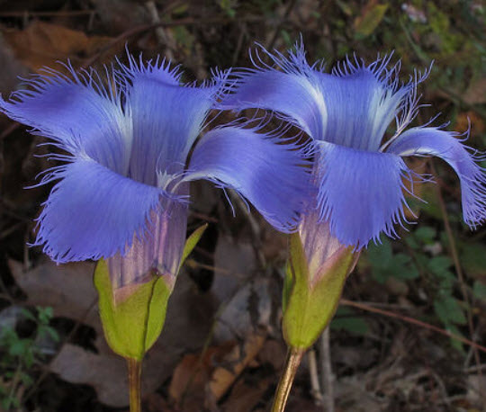 บลู เจนเทียน (Blue Gentian) / 10 เม็ด