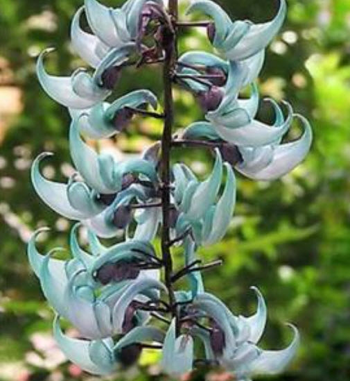 พวงหยก (Jade vine) / 5 เม็ด (Malaysia)