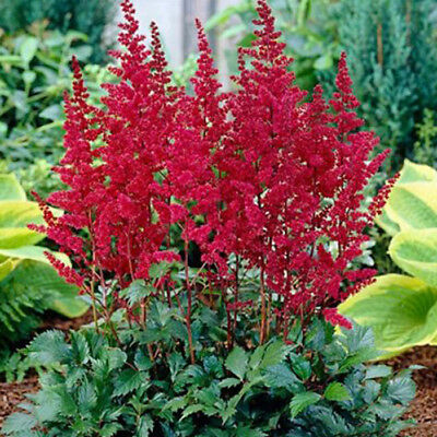 อัสดง (Astilbe) คละสี / 100 เม็ด (China)